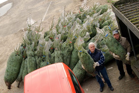 weihnachtstannen